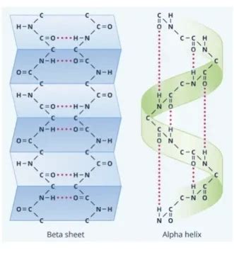 beta sheet vs alpha helix|4.2: Secondary Structure and Loops .